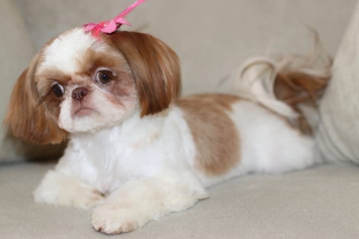 Shih Tzu Dog