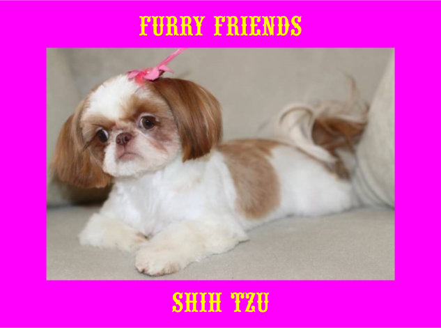 Shih Tzu dog